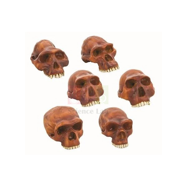 Anthropology Cranium Set